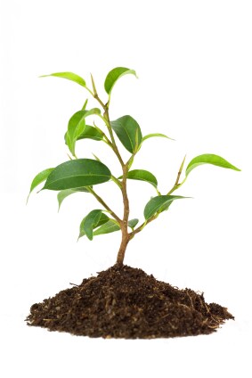 plant iStock_000004639314XSmall.jpg