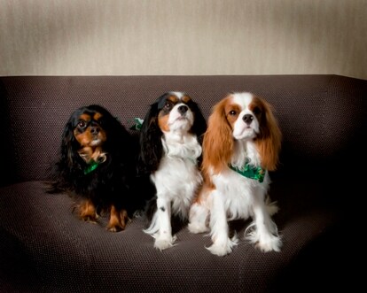 Maggie, Sylvie & Louie