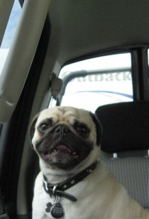 Frankie 