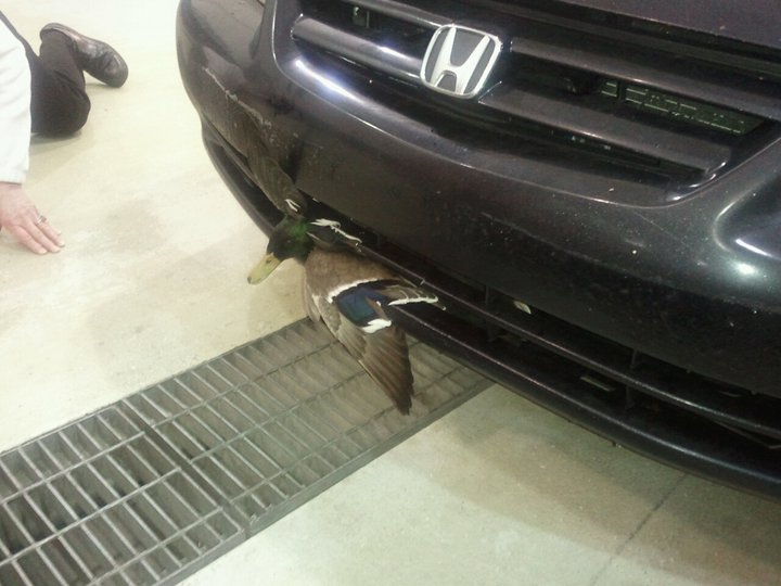 DUCK 1.jpg