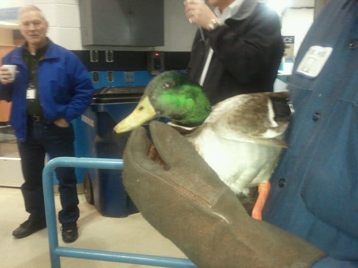DUCK 2.jpg