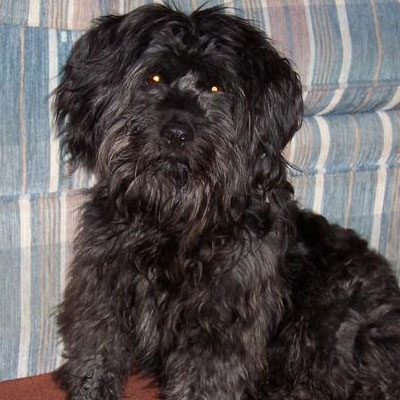 Barney