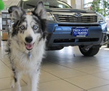 Twin City Subaru is dog-friendly, as all Vermont Subaru Dealers should be!