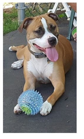 CutestPetWinner.PNG