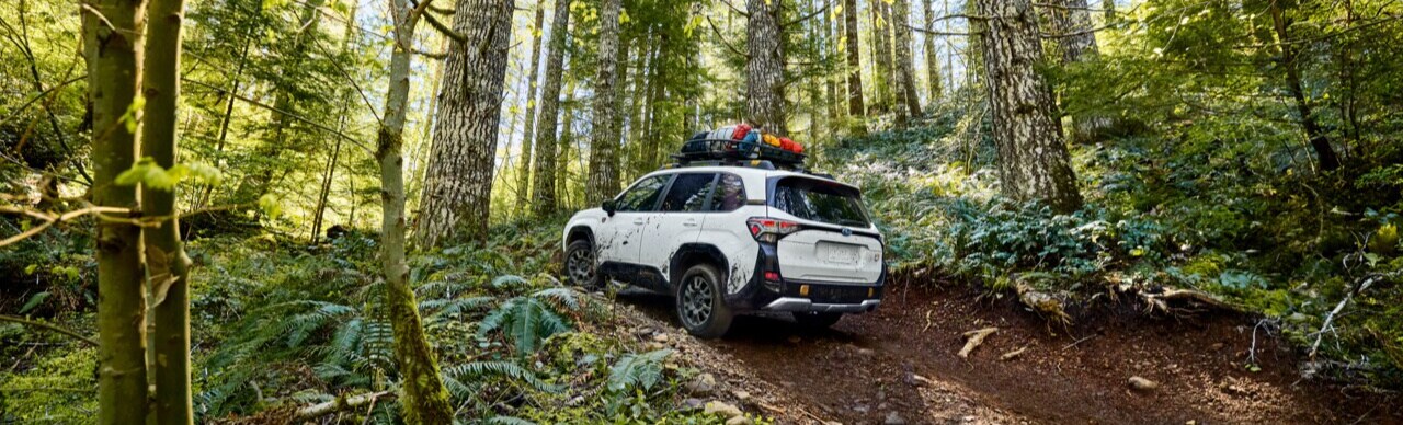Subaru Forester wilderness