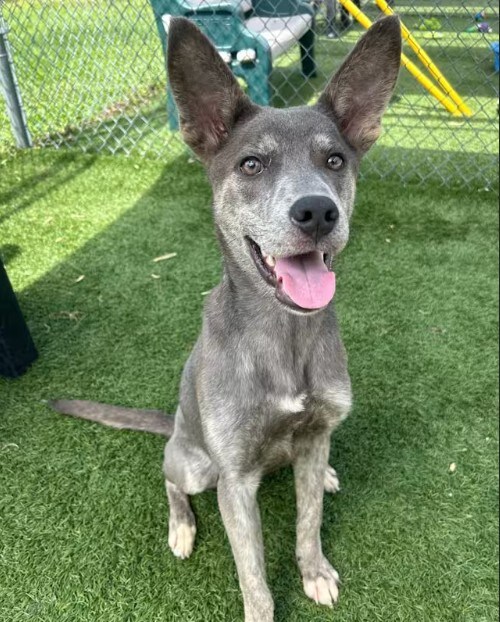 AS%20Thelma_Subaru%20Loves%20Pets%202025.jpg