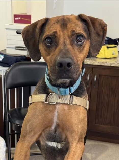 AS%20Declan_Subaru%20Loves%20Pets%202025.jpg