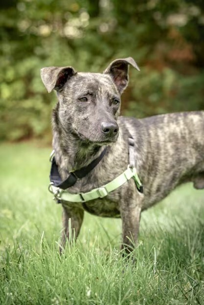 AS%20Roscoe_Subaru%20Loves%20Pets%202025.jpg