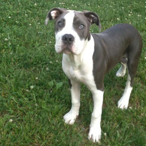Frankie the pup.jpg