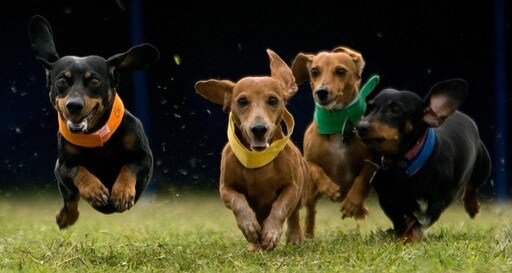 Dachsund races.jpg