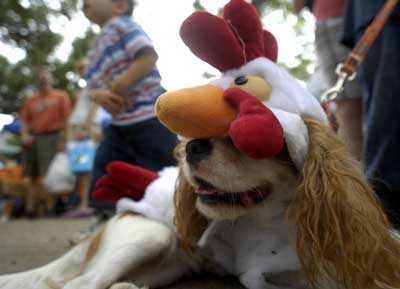 chicken dog barktoberfest.jpg