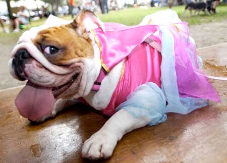 Bulldog Barktoberfest Princess.png