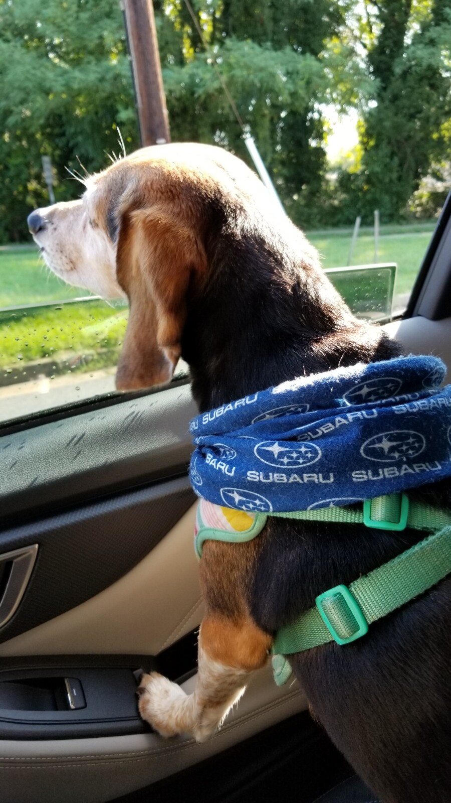 Subie Dog.jpg