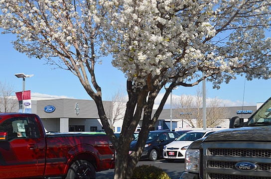 Spring at Antelope Valley Ford Lincoln, Lancaster, CA