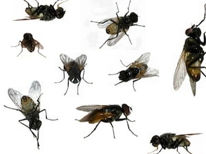 houseflies-musca-domestica2.jpg