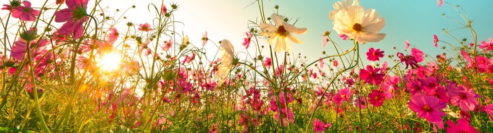 Best Botanical Gardens Freehold NJ