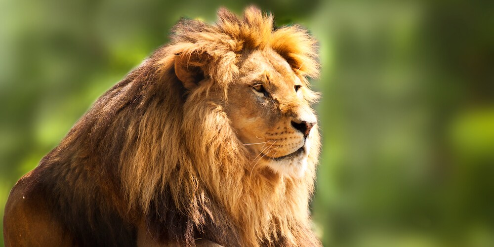 Male Lion Outside