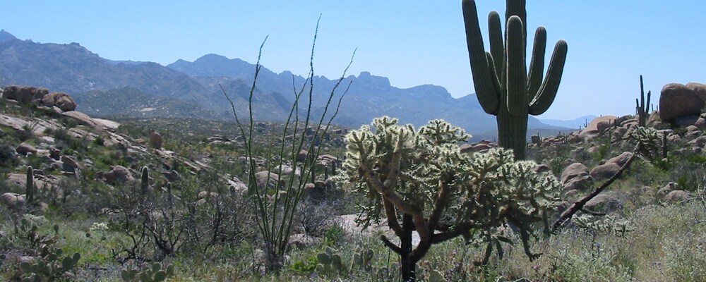 View of 50 Year Trail near Catalina Foothills, AZ View of 50 Year Trail near Catalina Foothills, AZ