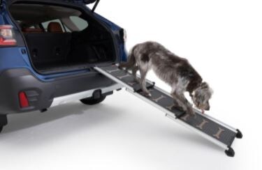 Which Subaru Model is Best for Your Size dog.JPG
