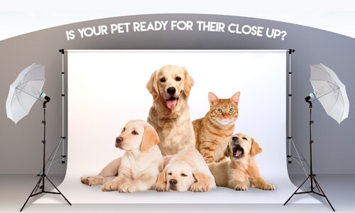 Complimentary Pet Portraits Complimentary Pet Portraits