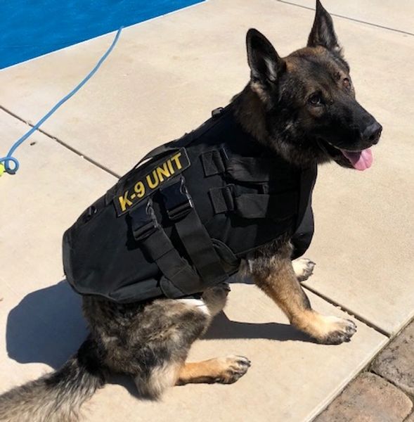 k9 puppy.jpeg