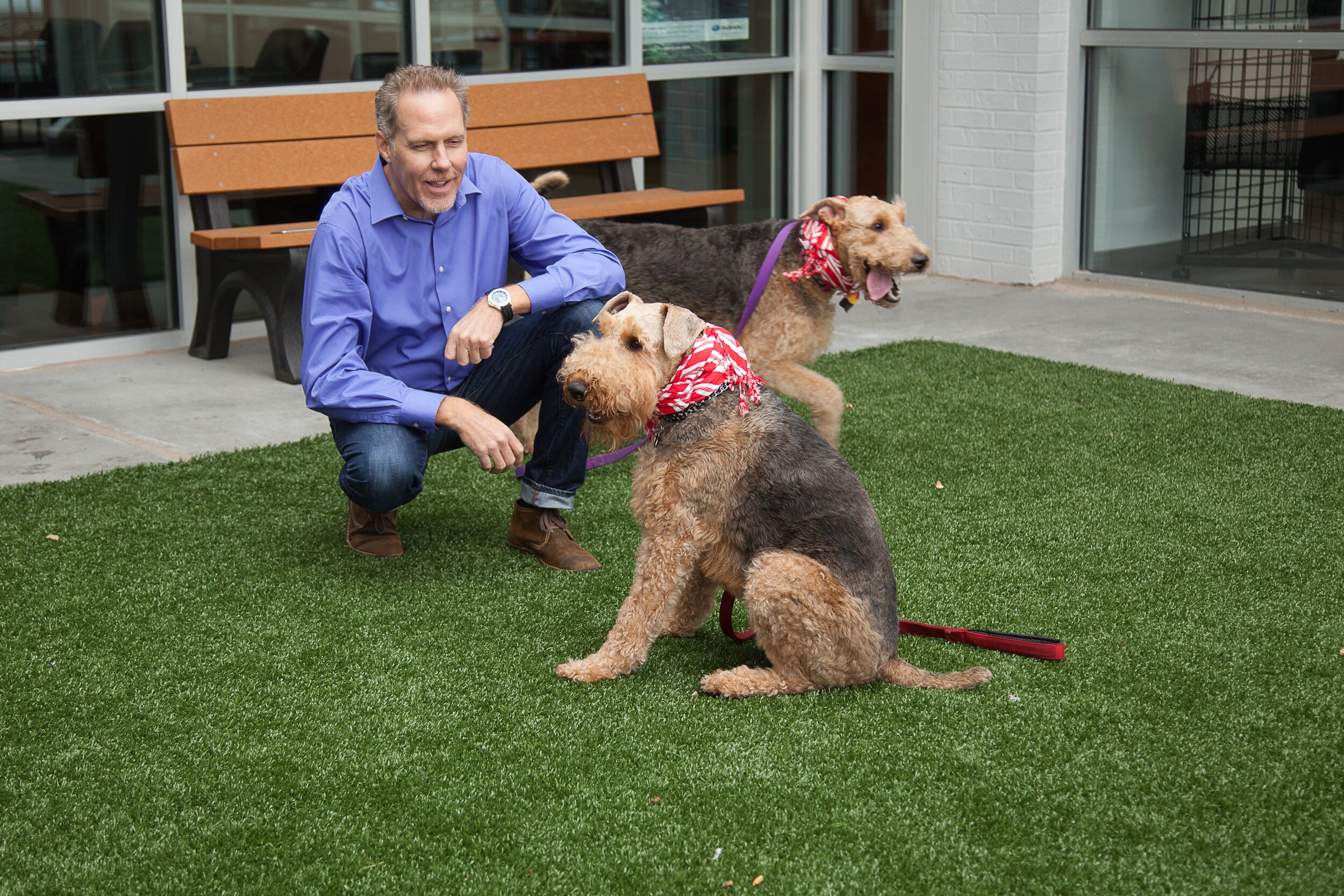 dogs.jpg
