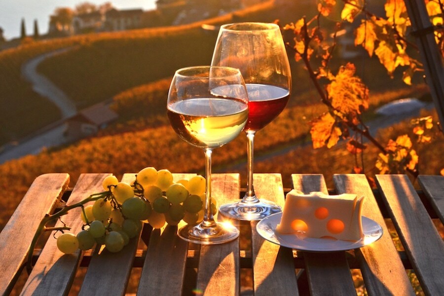 Vineyard Wine and Cheese Vineyard Wine and Cheese