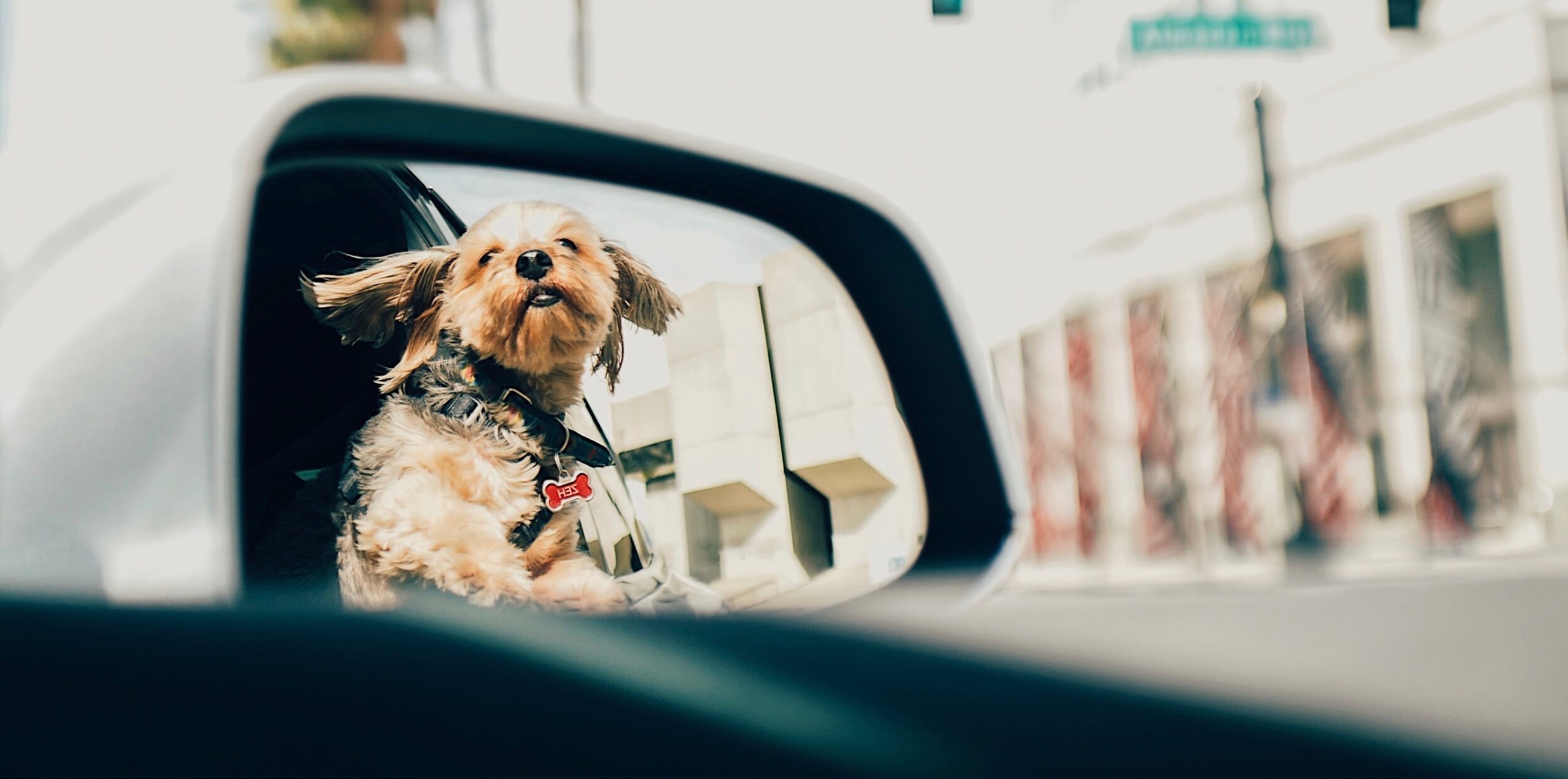 Dog Mirror Skinny.jpg