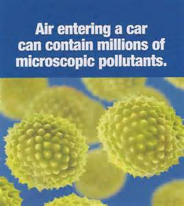 Pollen Picture.jpg
