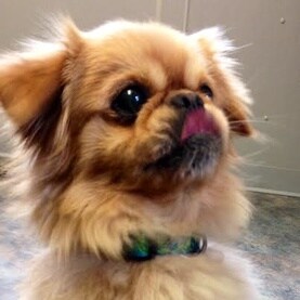 Cute dog.jpg