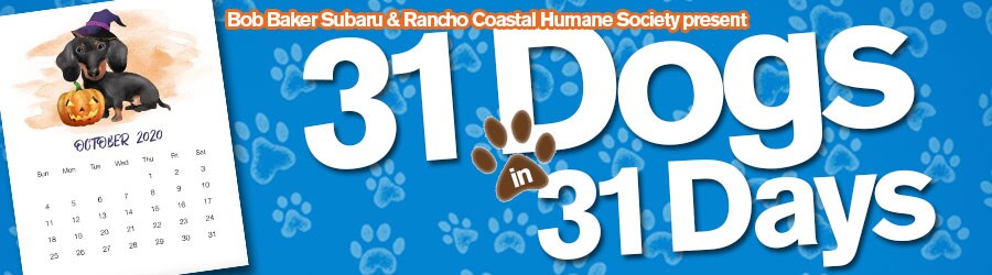 BBS_31Dogs.jpg