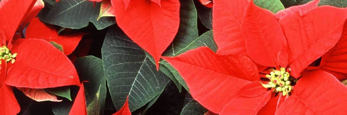 poinsettias.jpg