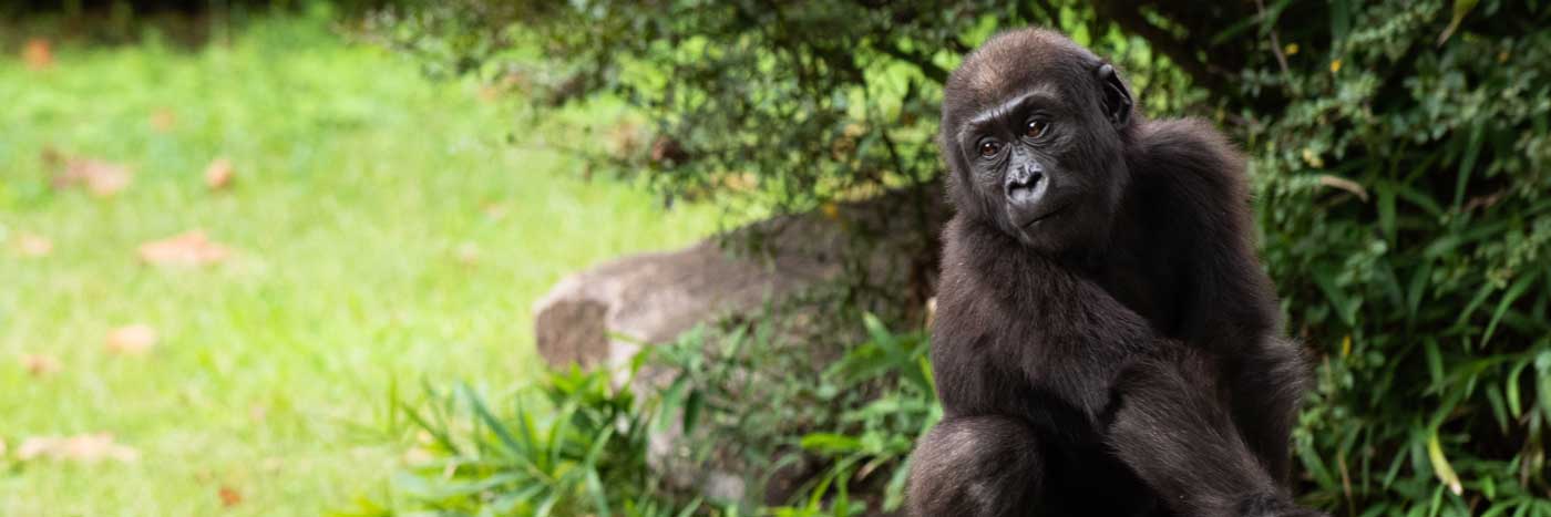 world-gorilla-day.jpg Bob Moore Subaru Celebrates World Gorilla Day