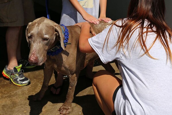subaru-dogapalooza-2016-3.jpg