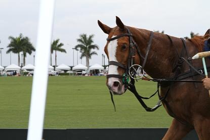Horse.JPG