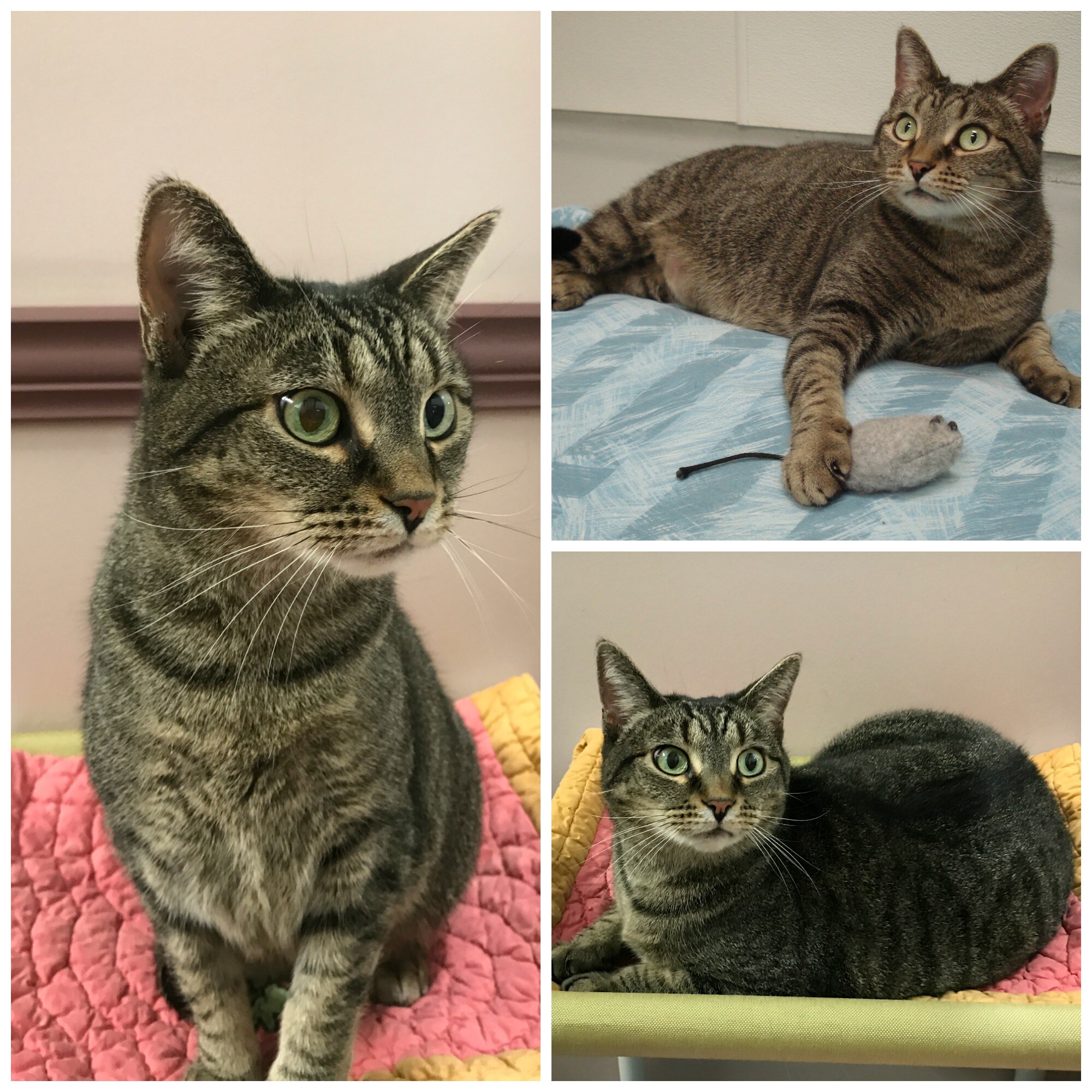 Adopt The Humane Society Cat