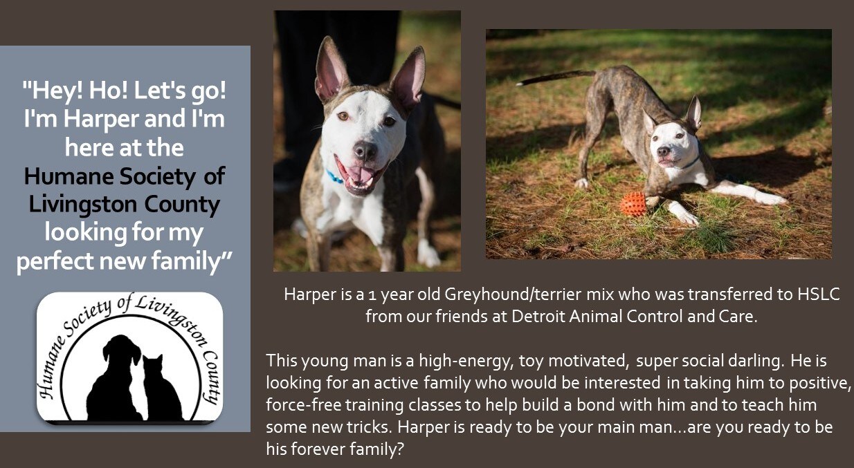 12-14-16 Pet Of The Week Harper