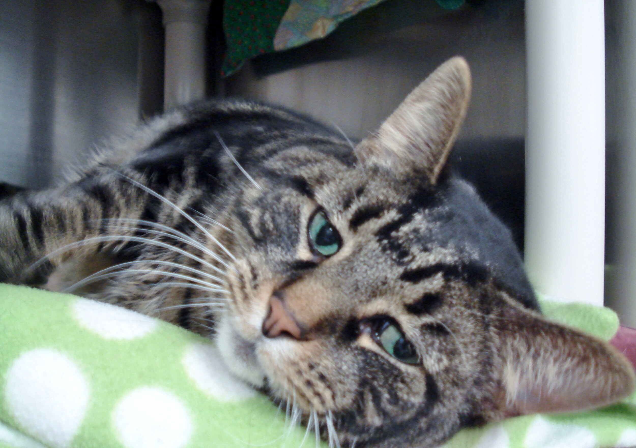 Brighton Ford Pet Of The Week