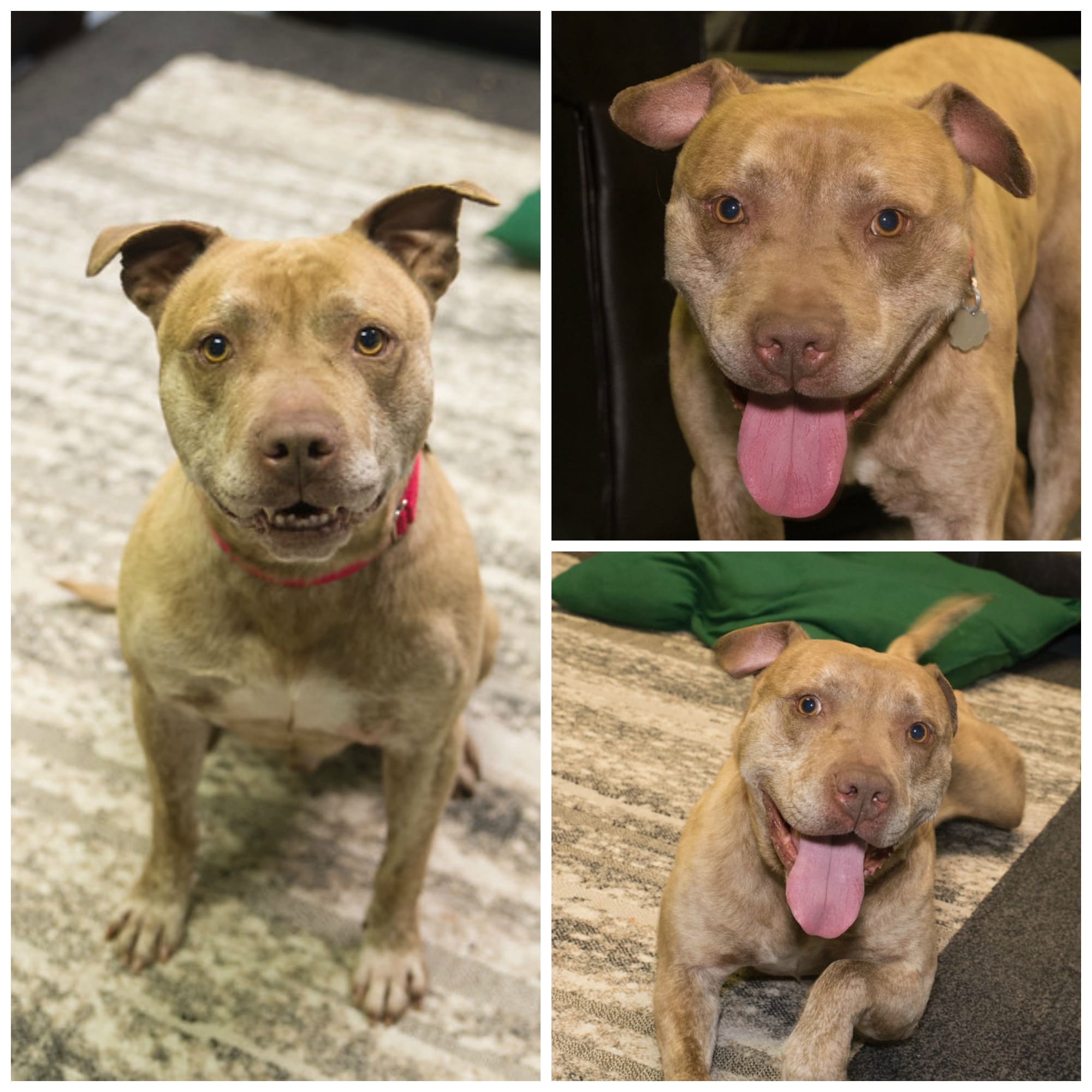 Brighton Ford Pet Of The Week