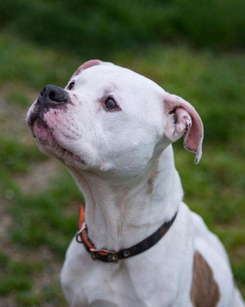 Adopt Chauncey The Pet Of The Week