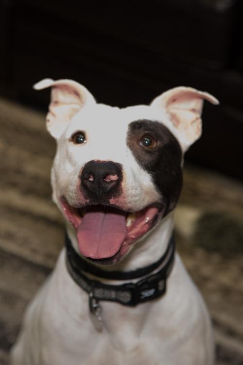 Stone - Pet Of The Week