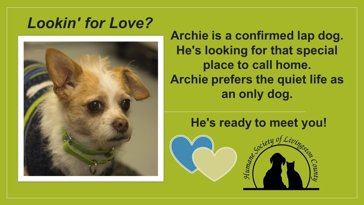 Pet Of The Week Archie - 12-28-16.jpg