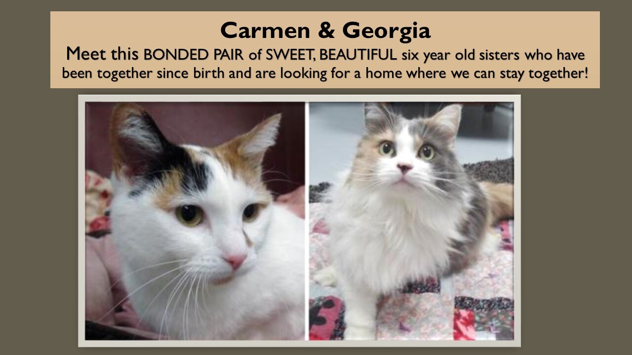 Pet Of The Week 1-3-17