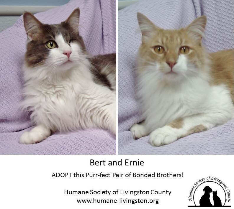 Brighton Ford Pet Of The Week June 2017