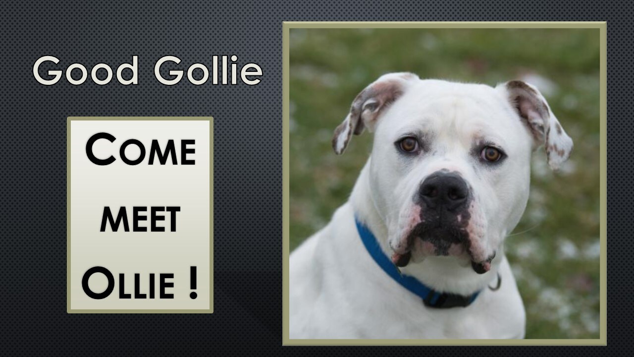 1-9-17 Pet Of The Week - Ollie