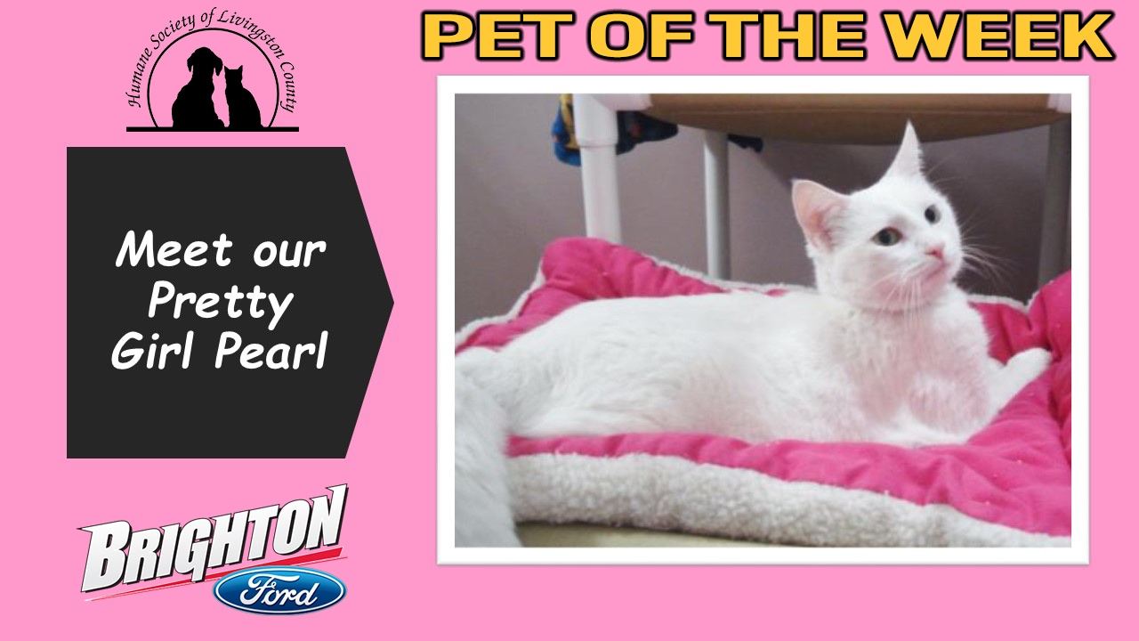 Pearl - Pet Of The Week