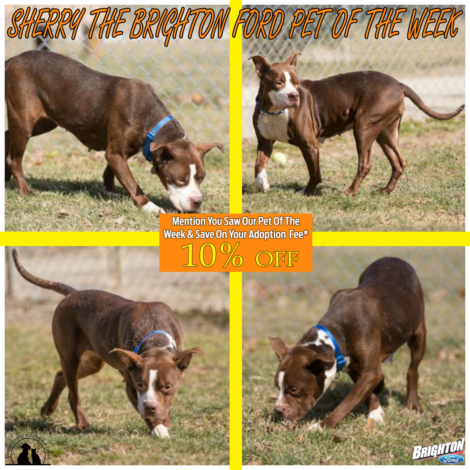 Sherry - Brighton Ford Pet Of The Week