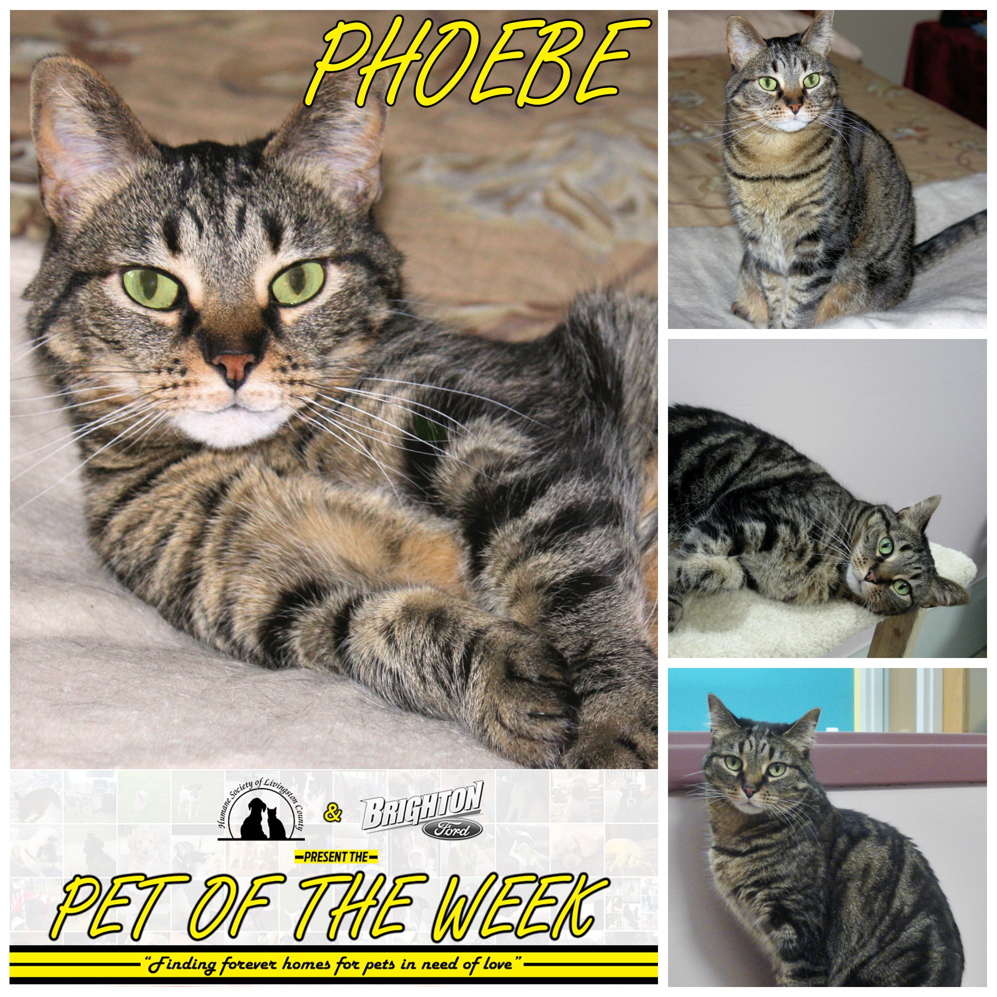Humane Society Adopt Me Phoebe