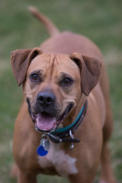 Lily The Brighton Ford Pet Of The Week
