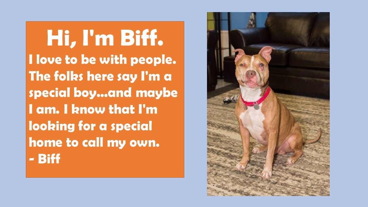 Pet Of The Week Biff